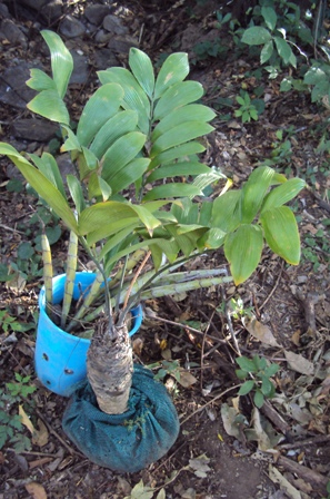 [Foto de planta, jardin, jardineria]