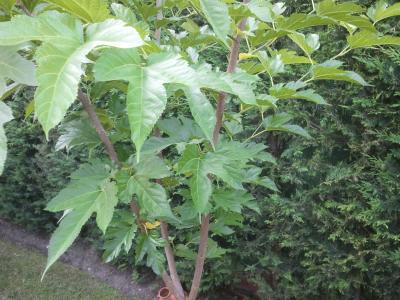 [Foto de planta, jardin, jardineria]