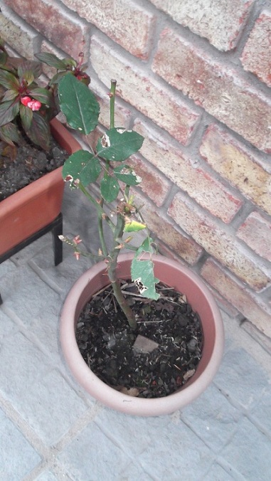 [Foto de planta, jardin, jardineria]