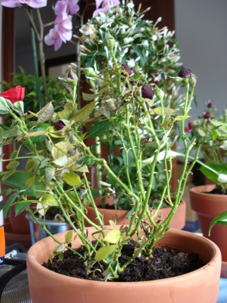 [Foto de planta, jardin, jardineria]