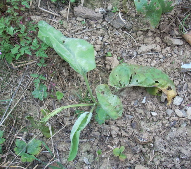 [Foto de planta, jardin, jardineria]