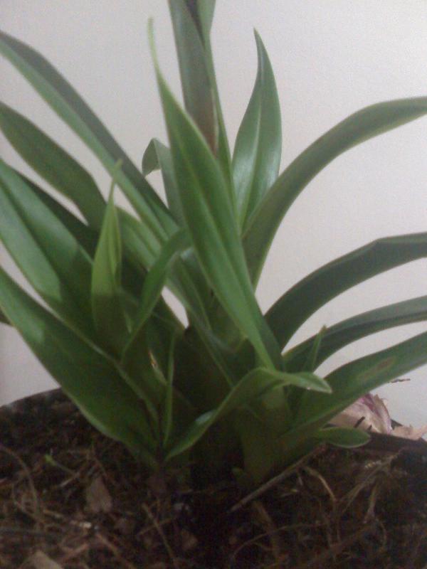 [Foto de planta, jardin, jardineria]