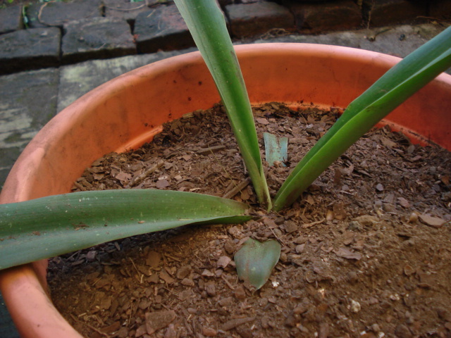 [Foto de planta, jardin, jardineria]