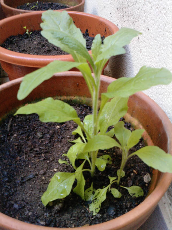 [Foto de planta, jardin, jardineria]