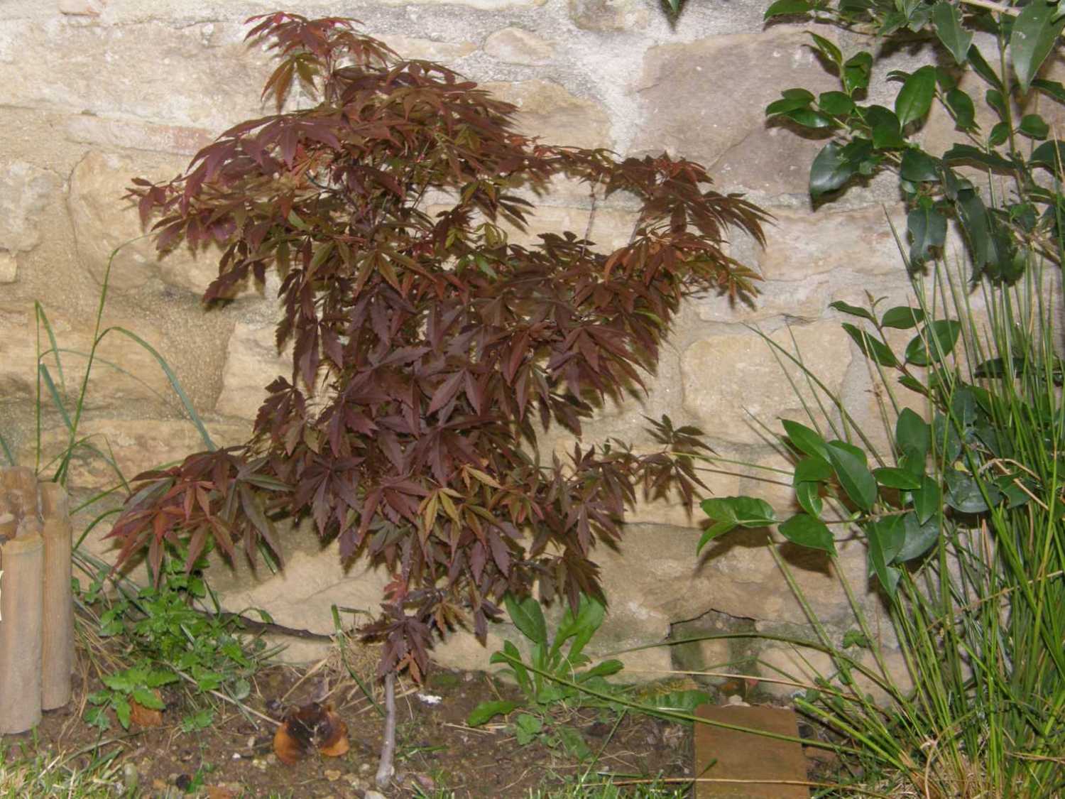 [Foto de planta, jardin, jardineria]