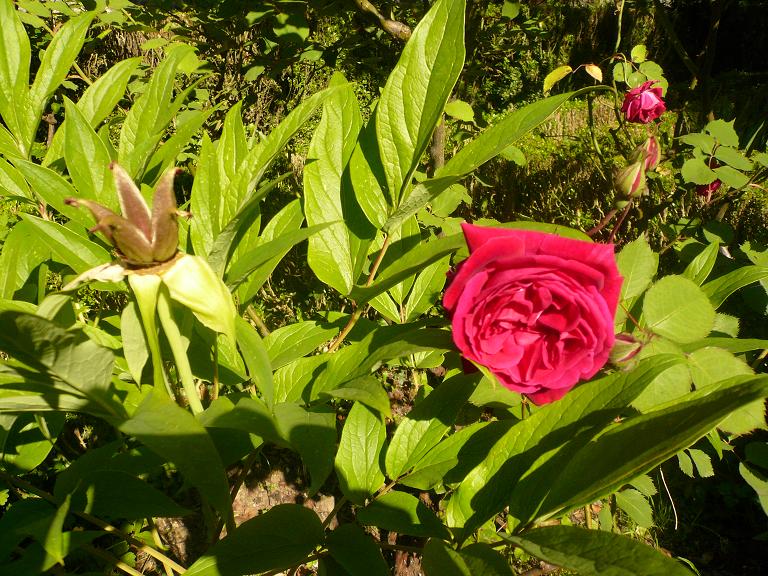 [Foto de planta, jardin, jardineria]