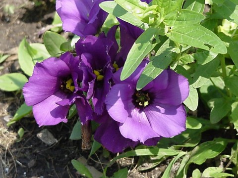 [Foto de planta, jardin, jardineria]