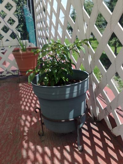 [Foto de planta, jardin, jardineria]