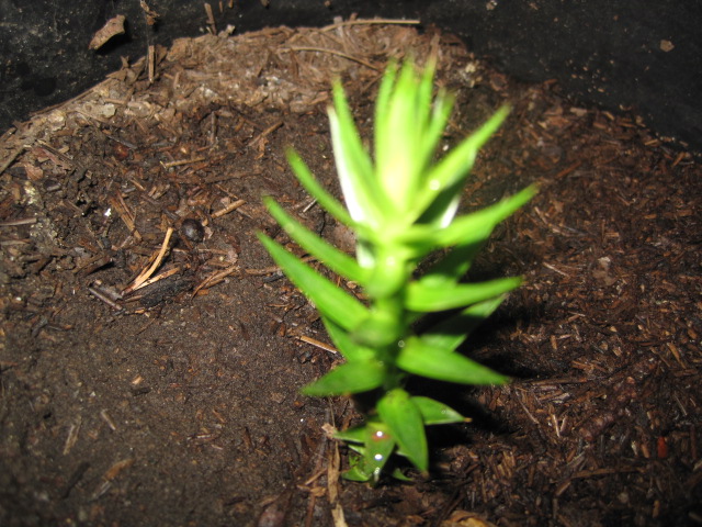 [Foto de planta, jardin, jardineria]