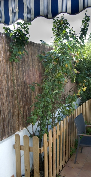 [Foto de planta, jardin, jardineria]