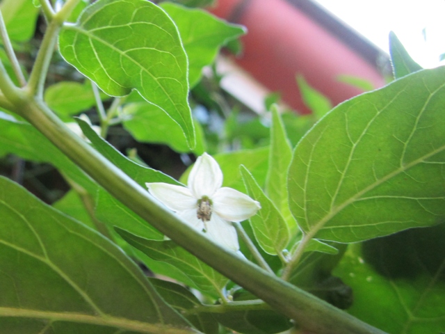 [Foto de planta, jardin, jardineria]