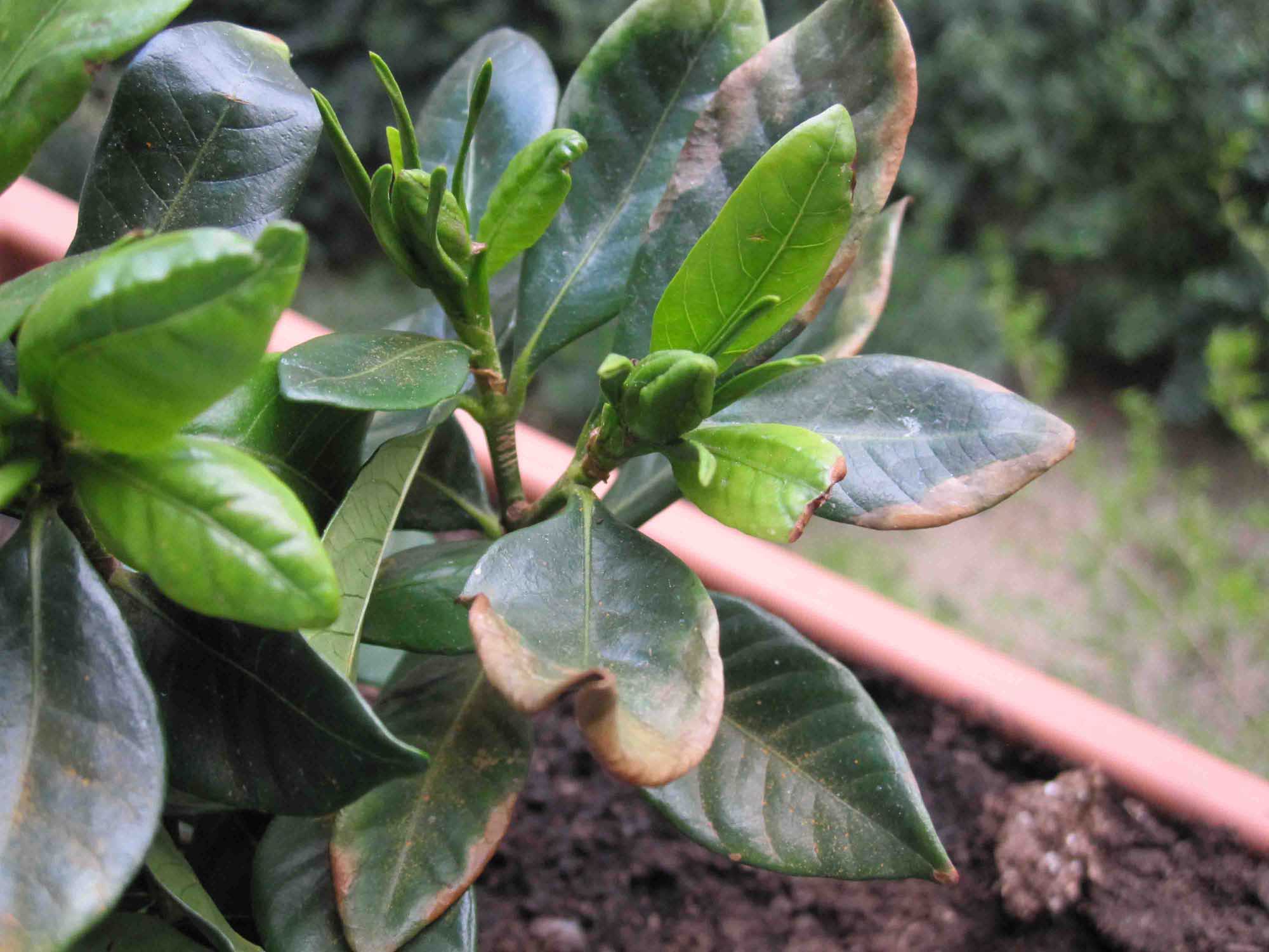 [Foto de planta, jardin, jardineria]