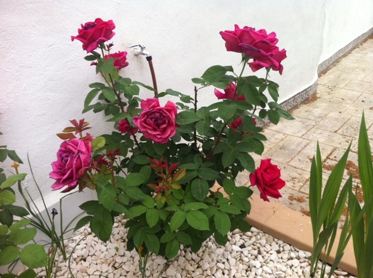 [Foto de planta, jardin, jardineria]