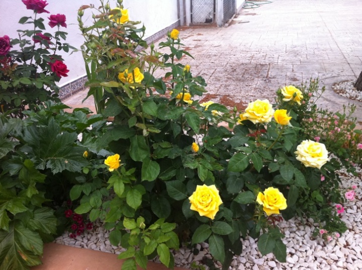 [Foto de planta, jardin, jardineria]