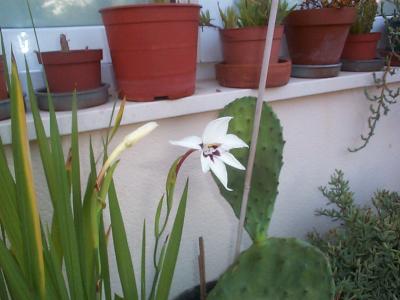 [Foto de planta, jardin, jardineria]