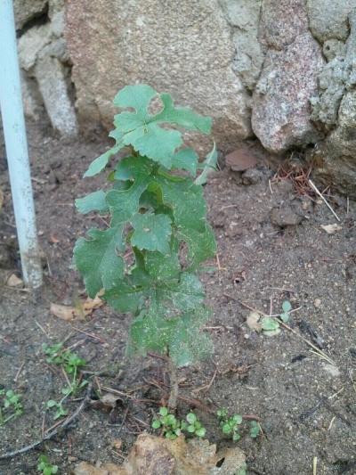 [Foto de planta, jardin, jardineria]