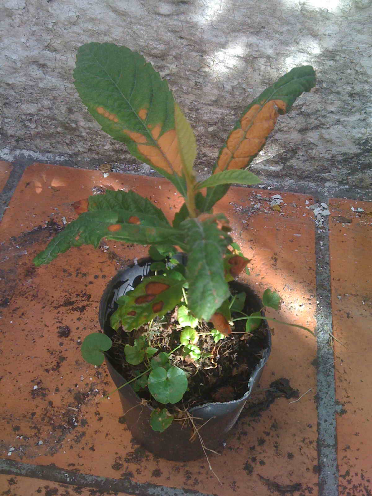[Foto de planta, jardin, jardineria]
