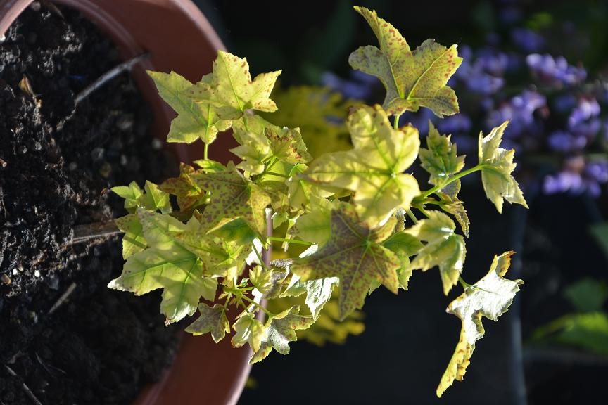 [Foto de planta, jardin, jardineria]