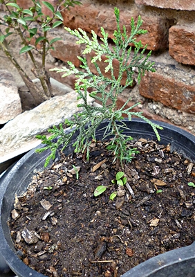 [Foto de planta, jardin, jardineria]