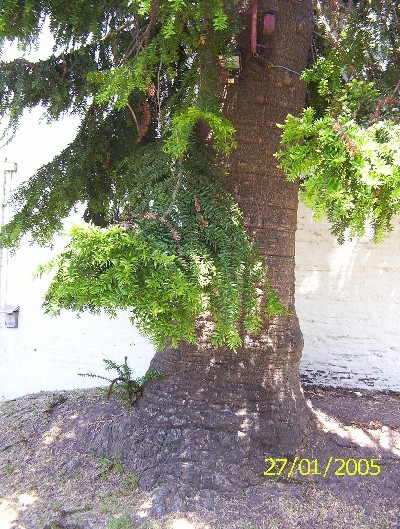 [Foto de planta, jardin, jardineria]