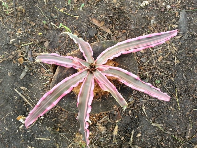 [Foto de planta, jardin, jardineria]