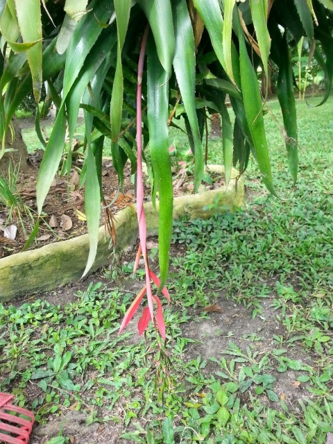 [Foto de planta, jardin, jardineria]