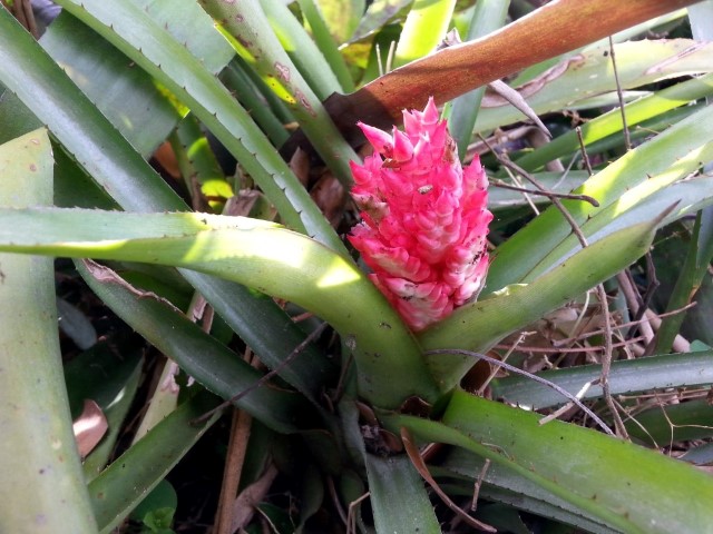 [Foto de planta, jardin, jardineria]