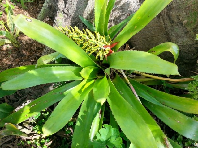 [Foto de planta, jardin, jardineria]