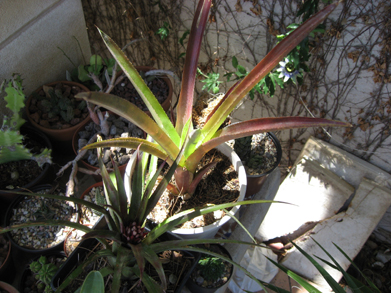 [Foto de planta, jardin, jardineria]