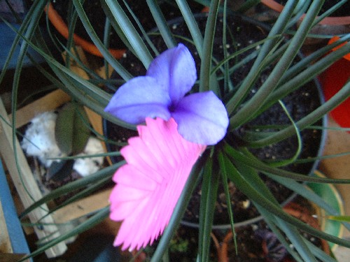 [Foto de planta, jardin, jardineria]