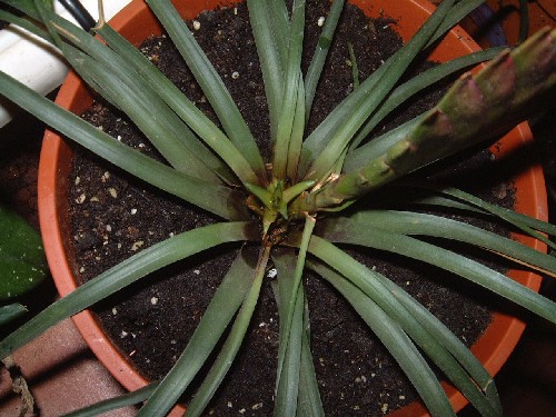 [Foto de planta, jardin, jardineria]