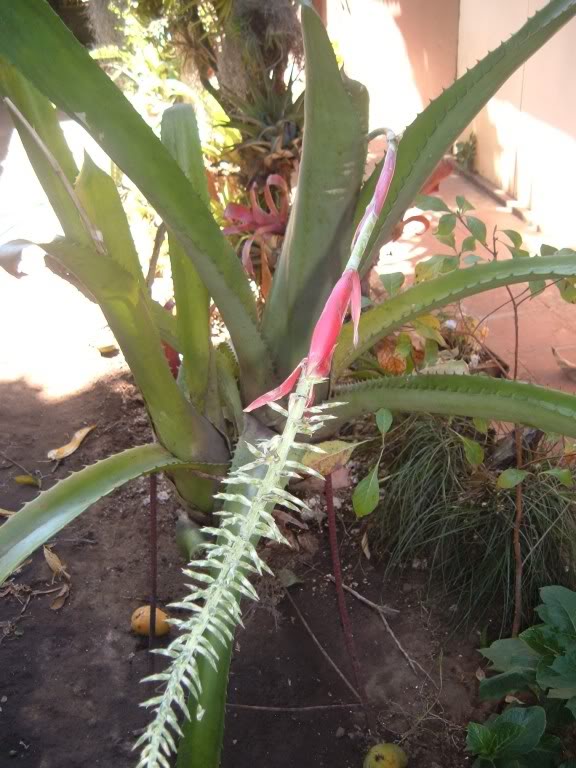 [Foto de planta, jardin, jardineria]