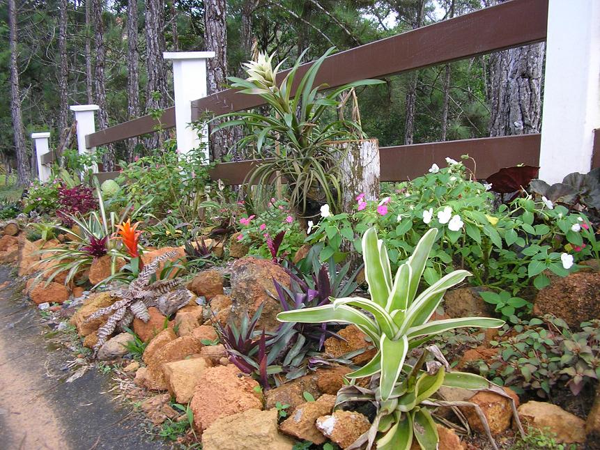 [Foto de planta, jardin, jardineria]