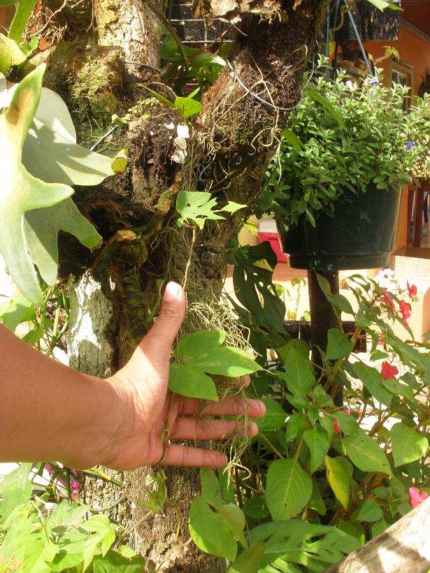 [Foto de planta, jardin, jardineria]