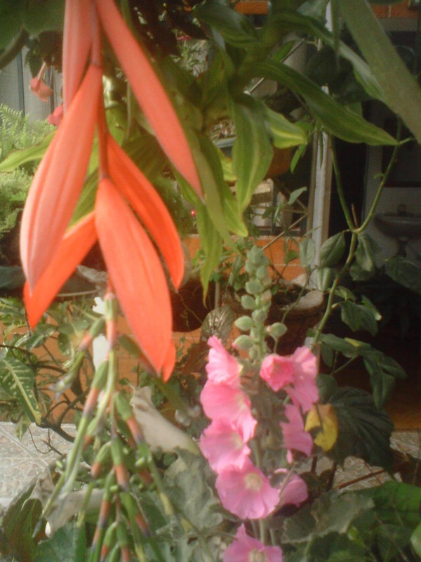 [Foto de planta, jardin, jardineria]