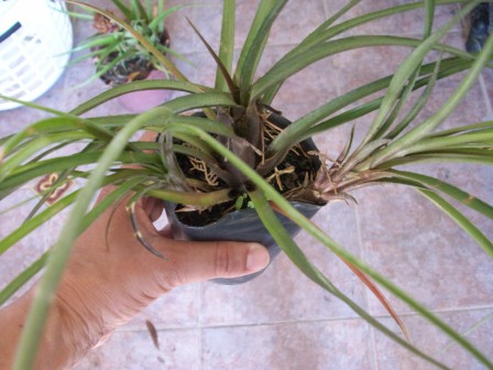 [Foto de planta, jardin, jardineria]