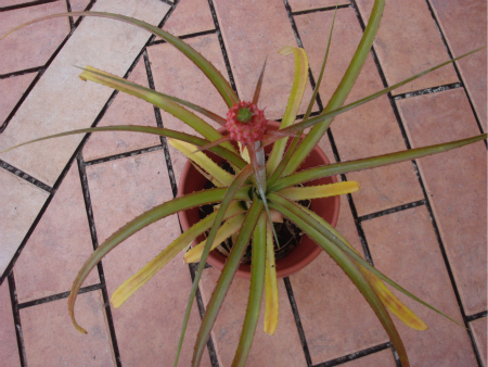 [Foto de planta, jardin, jardineria]