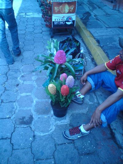 [Foto de planta, jardin, jardineria]