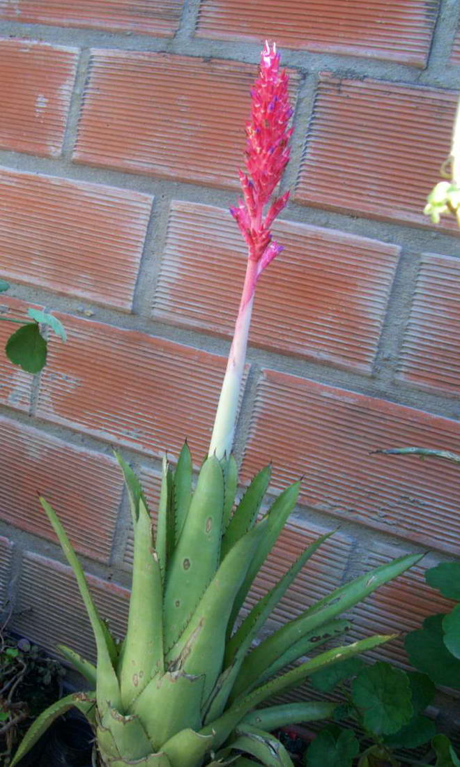 [Foto de planta, jardin, jardineria]