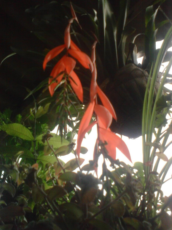[Foto de planta, jardin, jardineria]