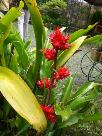 [Foto de planta, jardin, jardineria]