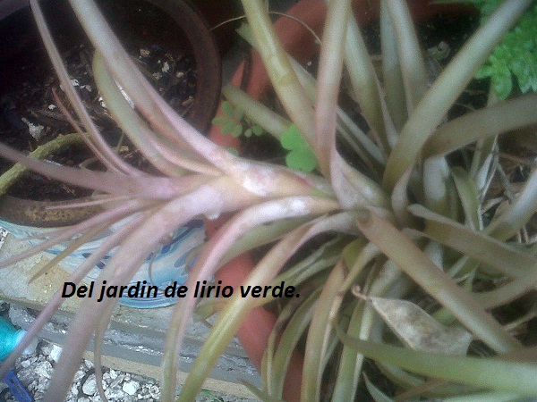 [Foto de planta, jardin, jardineria]