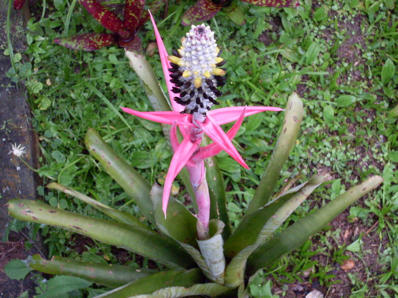 [Foto de planta, jardin, jardineria]