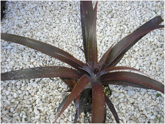 [Foto de planta, jardin, jardineria]