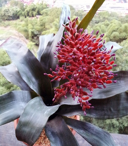 [Foto de planta, jardin, jardineria]