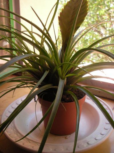 [Foto de planta, jardin, jardineria]