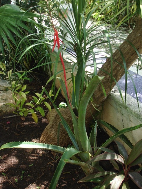 [Foto de planta, jardin, jardineria]