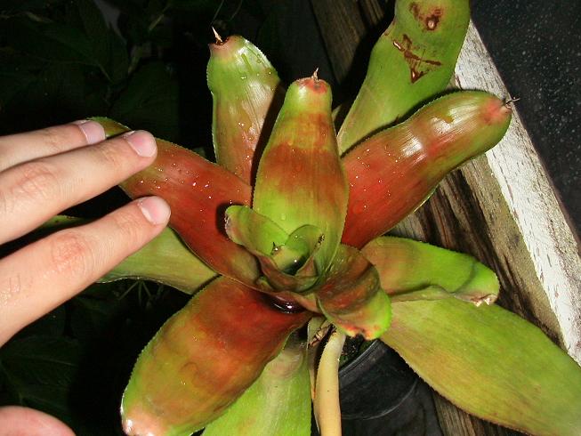 [Foto de planta, jardin, jardineria]