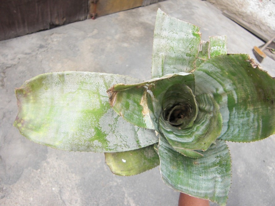 [Foto de planta, jardin, jardineria]