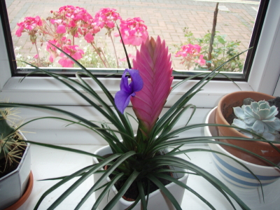 [Foto de planta, jardin, jardineria]